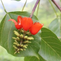 Erythrina subumbrans (Hassk.) Merr.